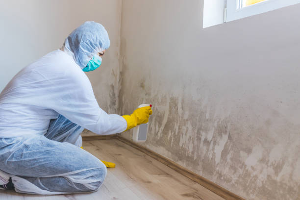 Mold Remediation specialist working in Freeland