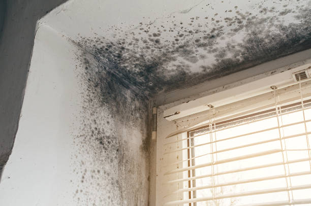 Mold Removal service in Freeland
